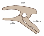 Struttura pelvica di Ornithischia