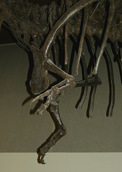 Arti anteriori osservabili nella copia dello scheletro di T. rex esposto nel Museo di Scienze Naturali di Milano