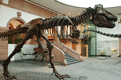 Copia di scheletro di T. rex, museo di Francoforte, montato in posizione di corsa